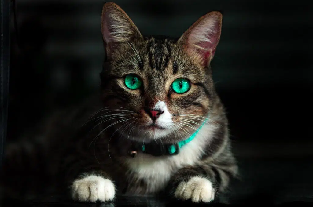 Le Droit des animaux : en quoi cela consiste ?
