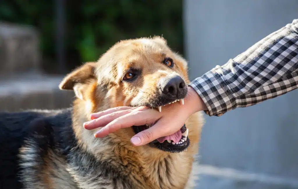 Morsure de chien : porter plainte, déclarer l’accident et être indemnisé